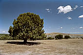 Hoces del ro Riaza, Montejo Spagna - Ginepri turriferi.